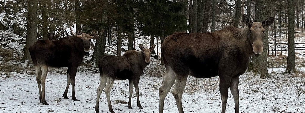 Eine Elchfamilie, bestehend aus einem Elchbullen, einer Elchkuh und einem Elchkalb, im Wildtierpark Öster Malma in Schweden. - © Demy Becker/dpa
