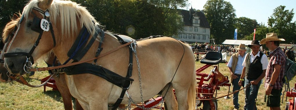 Kraft und Sch&ouml;nheit: Pferdestark auf Gut Wendlinghausen zog erneut die Schaulustigen. - &copy; Sylvia Frevert