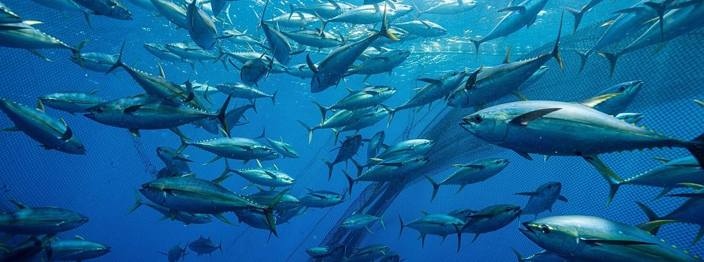 Ein Ringwadennetz umschlie&szlig;t einen Thunfischschwarm . - &copy; Uli Kunz/ZDF/dpa