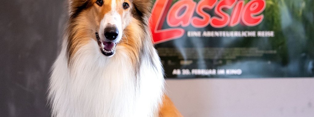 Die Lassie-Geschichten sind heute noch beliebt. (Archivbild) - © Sven Hoppe/dpa
