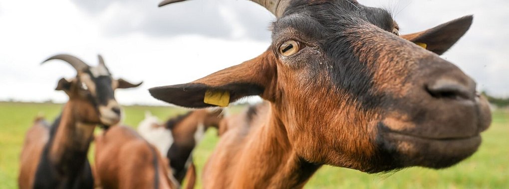 Ziegenhaltung Nachbar Gestank Urteil - &copy; Foto: Jan Woitas/dpa/dpa-tmn
