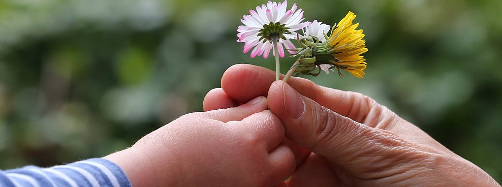 Hauptsache von Herzen: Zum Muttertag darf es manchmal auch ein selbstgepfl&uuml;cktes Bl&uuml;mchen sein. - &copy; picture alliance/Karl-Josef Hildenbrand/dp