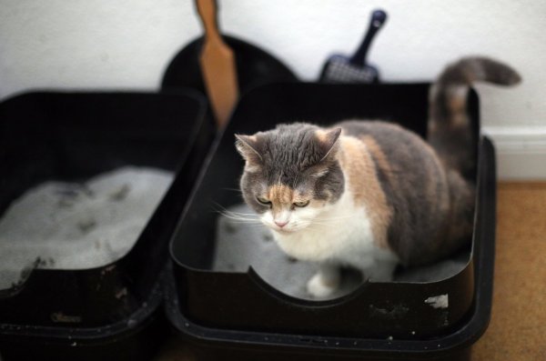 Katzentoilette - © Foto: Ina Fassbender