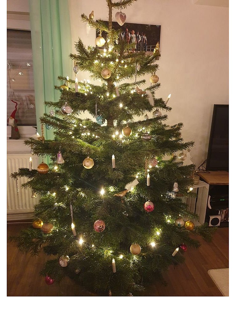 Weihnachtsbäume in Lippe