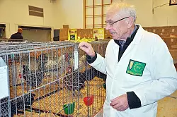 Wilfried Hunke bewertet die gefiederten Tiere in der Mehrzweckhalle Istrup. - &copy; Foto: Sauer