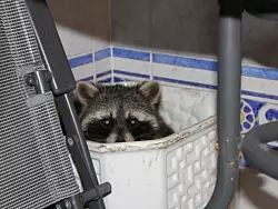 Ein waschechter Waschbär - © FOTO: POLIZEI PADERBORN