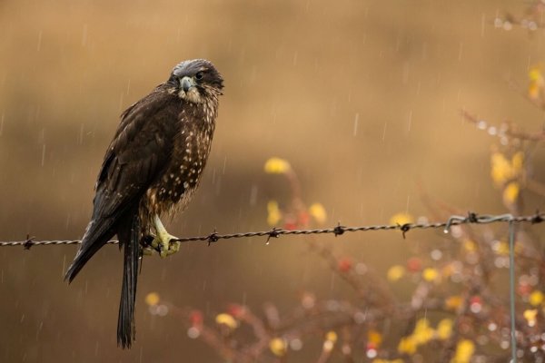 Der Karearea holte sich zum 20. Jubiläum der Abstimmung den ersten Platz. - © Craig McKenzie/Forest and Bird/dpa