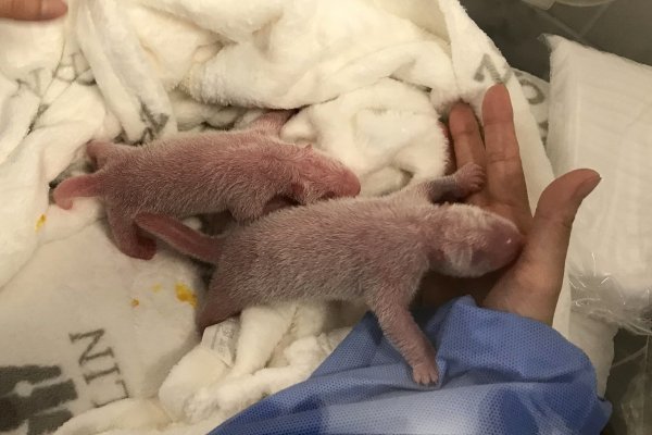 Zwei Panda-Babys im Berliner Zoo geboren - © Foto: Zoo Berlin/Zoologischer Garten Berlin