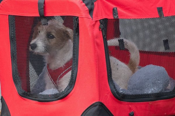 Boris Johnson adoptiert Hund - © Foto: Dominic Lipinski/PA