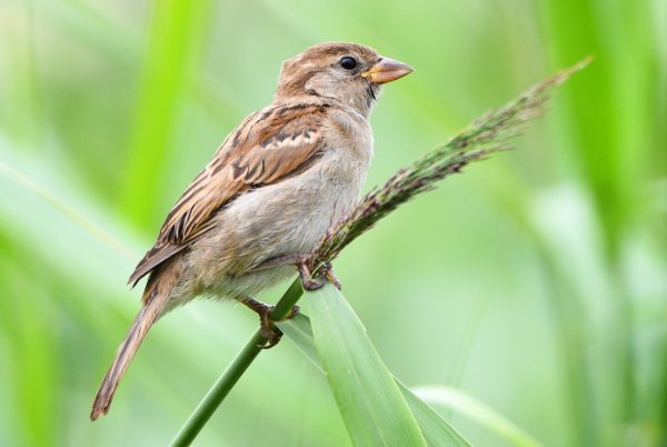 Forscher warnen vor Vogelsterben - © Foto: Nicolas Armer