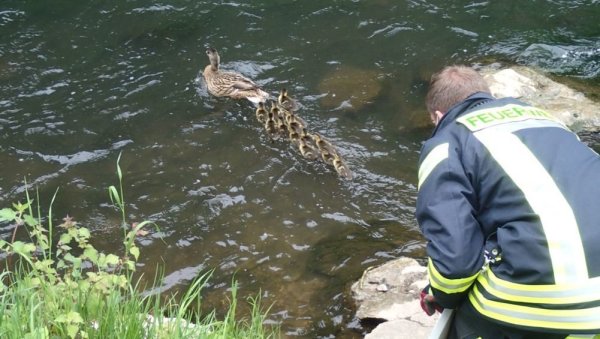 Endlich wieder im sicheren Wasser! - © Feuerwehr Bad Salzuflen