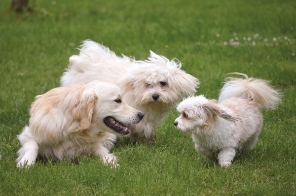 Hunde lieben es, frei zu laufen. Doch das ist längst nicht überall erlaubt und möglich. Daher sehnen sich viele Tierhalter nach einer Freilaufwiese. - © Symbolbild Frauke Riether/Pixabay