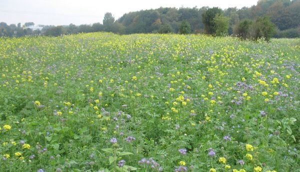 Senf und Phazelia blühen auf Lippes Feldern um die Wette. - © Stiftung Westfälische Kulturlandschaft