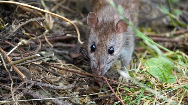 Wenn Ratten auftauchen, besteht Handlungsbedarf: Die ungeliebten Nager vermehren sich schnell. - © Pixabay