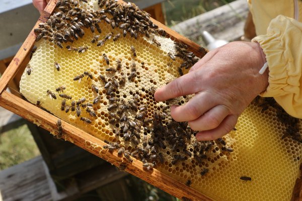 Eine Imkerin zeigt die Produktion von Honig an einem Bienenstock. - © dpa