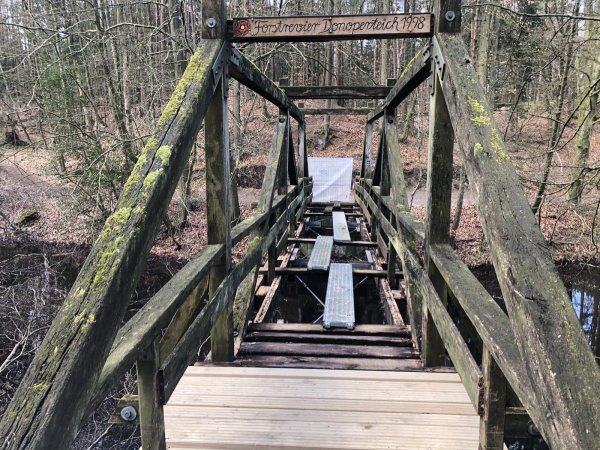Brücken am Hasselbachteich. - © Martin Hostert