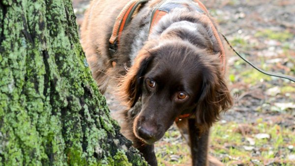 Münsterländer-Hündin Aisis bei der Arbeit: Mit ihrer feinen Nase kann sie Schäden an Bäumen erschnüffeln, unter anderem auch verschiedene Pilzerkrankungen. - © Dana Schneider