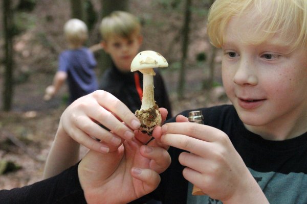 Gefährliche Faszination: Immer wieder werden Knollenblätterpilze für Champignons gehalten und gegessen. Die Folgen sind verheerend. - © Anna-Lena Ryczek