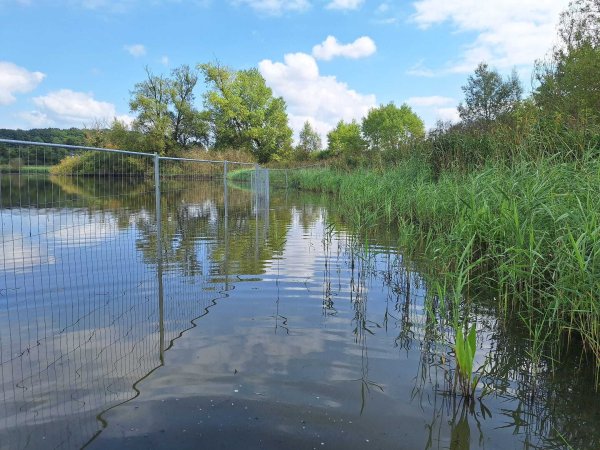 Die Biologische Station Lippe hat am Norderteich zum Schutz des Schilfgürtels einen mobilen Zaun aufgestellt. - © Biologische Station Lippe