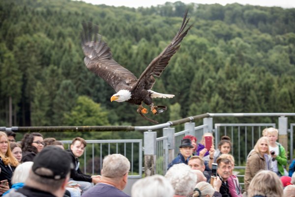 Noch bis kurz vor Weihnachten sollen auf der Adlerwarte Berlebeck täglich Flugshows angeboten werden. - © Torben Gocke