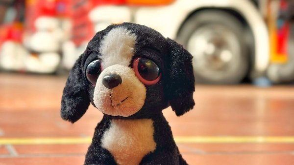 Mit großen Kulleraugen wartet "Wauwi" auf seine Besitzer. - © Leon Stock / Feuerwehr Bad Salzuflen