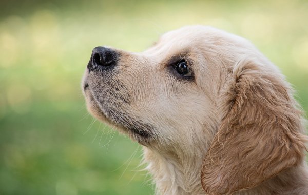 Die Golden Retriever Hündin "Mia" ist Opfer einer Pfefferspray-Attacke geworden. Der Fall wurde nun vor Gericht verhandelt Der Hund im Bild zeigt einen anderen Golden-Retriever. - © Minka2507/Pixabay