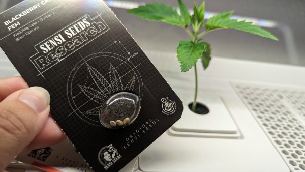 Eine Cannabispflanze, etwa eine Woche alt, in einer Hydrokultur - sie wird also in Wasser gezüchtet. Die Samen gibt es für Privatleute legal in Shops aus dem EU-Ausland zu bestellen. - © Yvonne Glandien