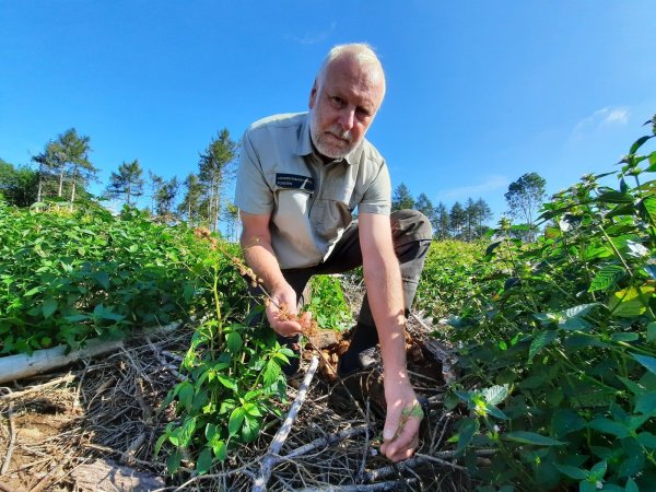 Förster Stephan Radeck zeigt inmitten der grünen Begleitvegetation eine der vertrockneten Douglasien am Nabberg. Er bedauert, dass die Bewässerungsaktion der Feuerwehr erfolglos blieb. - © Michaela Weiße