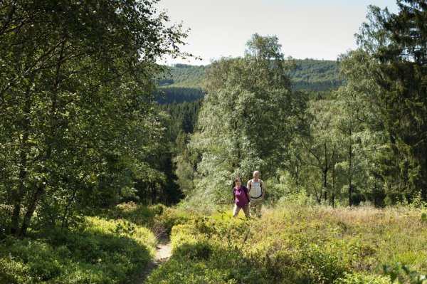 Der Wanderweg Blaubeerroute bietet besonders im Sommer ein faszinierendes Naturerlebnis nahe der Externsteine. - © Teutoburger-Wald-Tourismus, Andreas Hub