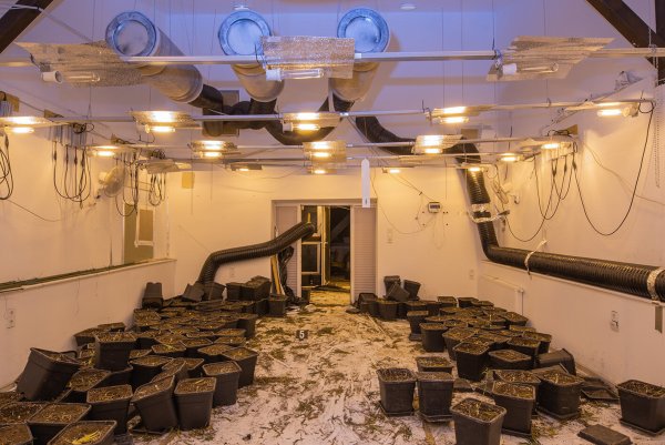 Nach intensiven Ermittlungen stellte die lippische Polizei im Sommer 2023 insgesamt 441 Marihuana-Pflanzen in einem leerstehenden Mehrfamilienhaus am Rosenhagen in Leopoldshöhe sicher - © Kreispolizeibehörde Lippe