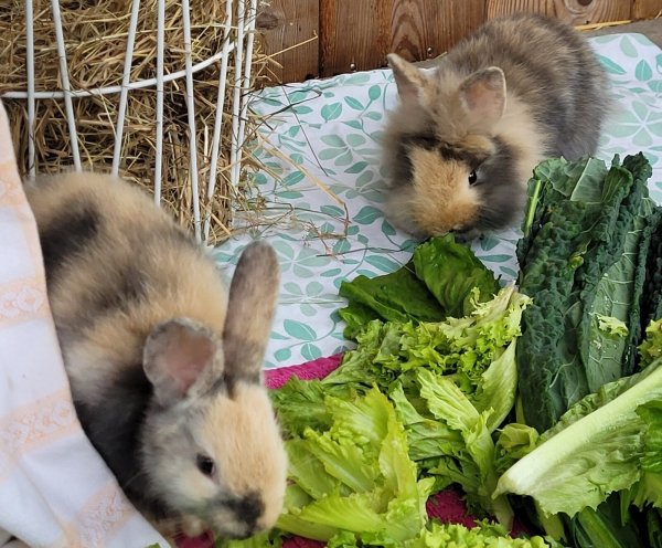 Ginny (l.) und Fred mümmeln zum Mittag Salat und Grünkohl. Seit knapp einem Monat leben sie nun schon im Tierheim Vlotho. - © Tierheim Vlotho