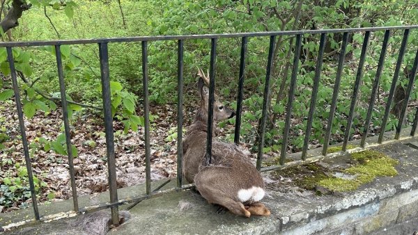Stecken geblieben ist ein Rehbock in einem Gitter bei der Überquerung der Wiedenbrücker Straße im Kreis Gütersloh. - © Kreispolizeibehörde Gütersloh