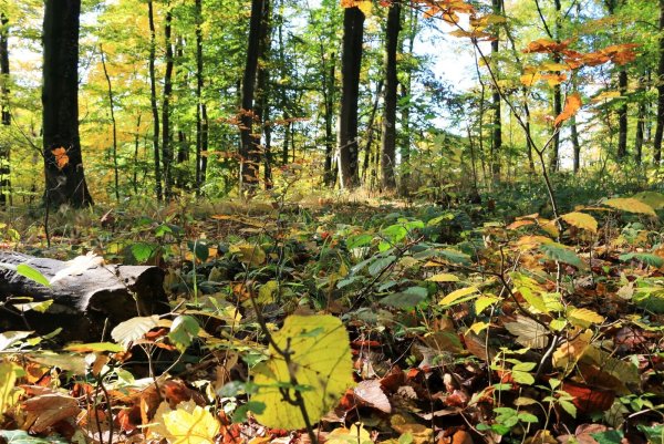 Waldschäden sind auch im Teutoburger Wald keine Seltenheit, trotzdem will die Landesregierung nun Fördergelder streichen. - © Martin Düsterberg