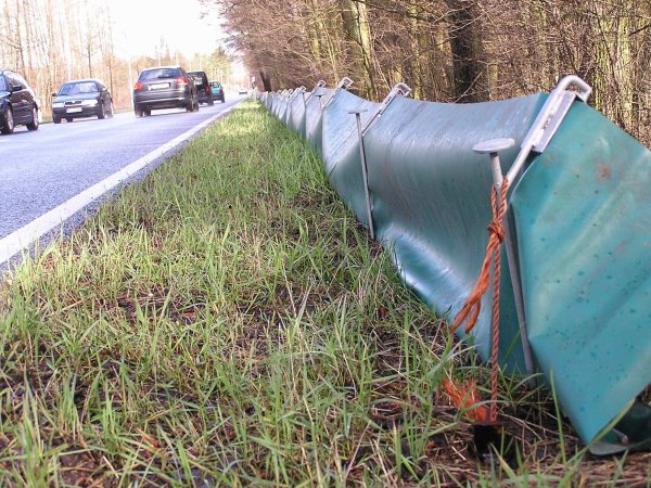 Im Frühjahr und im Herbst sind Kröten, Frösche, Salamander und Lurche unterwegs und deshalb im Straßenverkehr besonders gefährdet. Im Frühjahr wandern die Tiere zu ihren Laichgründen, um dort ihre Eier abzulegen - und zwar zu dem Gewässer, in dem sie selbst als Kaulquappe aus dem Ei gekrochen sind. Im Herbst begeben sie sich auf die Suche nach einem Winterquartier. - © wikipedia/Masteraah