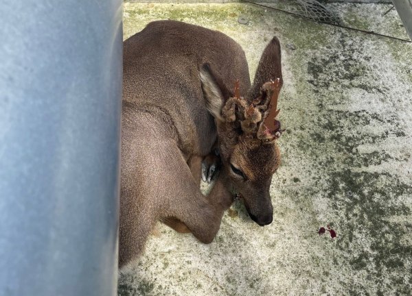 Der Rehbock hatte sich bei Isringhausen zwischen Rohren ferstgesetzt. - © Feuerwehr Lemgo