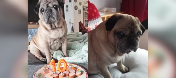 Mops Samson wurde der Ehrentag mit einem Würstchen versüßt. In der vergangenen Woche wäre das Familienglück um ein Haar vorbei gewesen. Besitzer Heiko Wenzel sagt, er habe eine Hundeentführung gerade noch verhindern können. - © Familie Wenzel