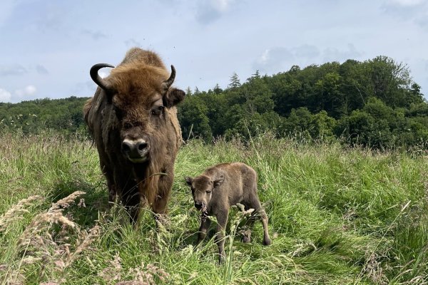 Einstein heißt das Bullen-Kalb von Wisent-Mama Eila. Auf den Namen tauften ihn am Geburtstag die Warburger Landfrauen bei ihrem Ausflug. - © Jan Preller