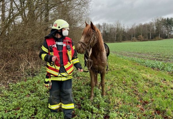 Dienstgruppenleiter Markus Rehfisch begleitet den Hengst vom Feld. Das Tier war in Papenhausen bis zur Brust im Matsch eingesunken. - © Freiwillige Feuerwehr Bad Salzuflen