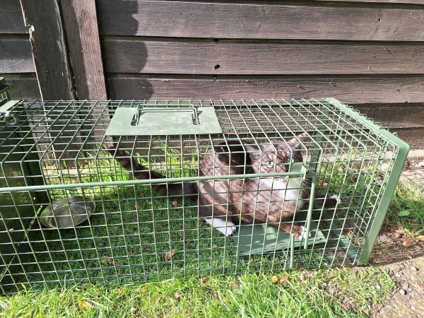 Eine gerettete Katze aus der Population in Lüerdissen. - © Unsere Hände für viele Pfoten e.V.