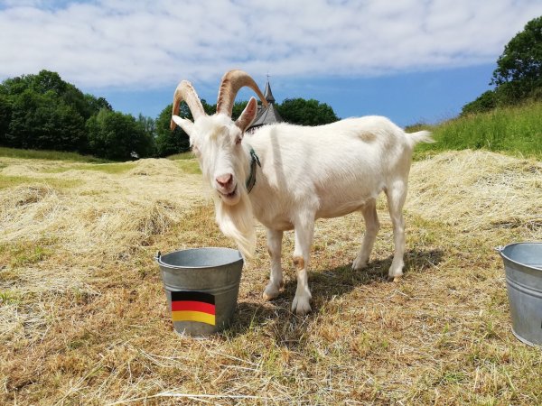 Ziegenbock Varus sagt einen Sieg der DFB-Elf gegen Portugal voraus. Im Hintergrund: Tierpflegerin Kornelia Begemann. - © LWL-Freilichtmuseum