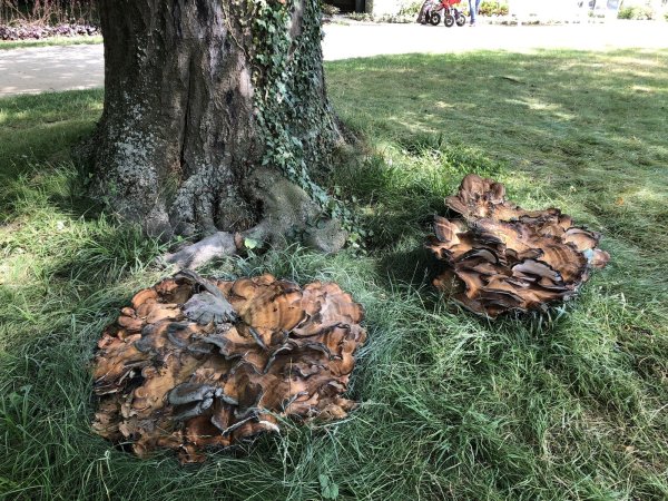 Eine der beiden Buchen im Kurpark ist von solchen Pilzkörpern befallen und muss nun gefällt werden. - © Stadt Bad Salzuflen