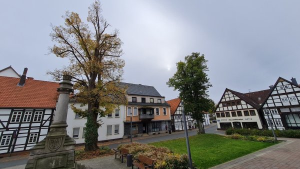 Wie schlecht es der Linde am Denkmal vor dem Alten Amtsgericht im Vergleich mit ihrer Schwester vor dem Seligen Winkel (rechts) geht, fällt auf den ersten Blick auf. Sie soll ersetzt werden. - © Marianne Schwarzer