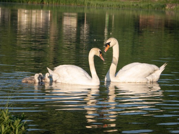 Die junge Schwanen-Familie vom Kurparksee in trauter Runde. Auf dem Bild sind drei der insgesamt vier Küken zu sehen. - © Ute Kronshage