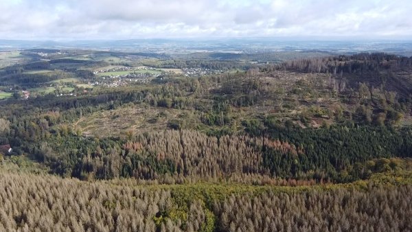 Wird aufgeforstet: Ein Waldstück in der Nähe der Externsteine. - © Artenglück
