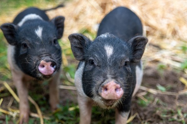 Die Mini-Schweine Lotte und Luise wurden 2023 ausgesetzt und vom Tierheim aufgenommen. Sie haben inzwischen ein neues Zuhause und sind seit der Entstehung dieses Fotos kräftig gewachsen. Jetzt sind in Rahden wieder ausgesetzte Mini-Schweine unterwegs. - © Tierheim Lübbecke