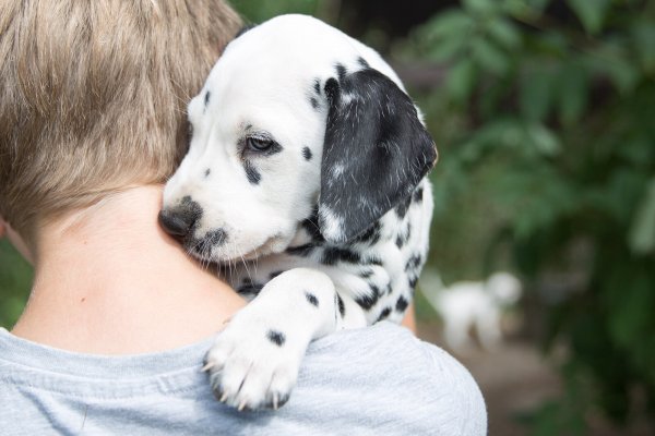 Puppy-Yoga ist ein wachsender Trend, doch ist er auch gut für die Tiere? - © Florian Schuh