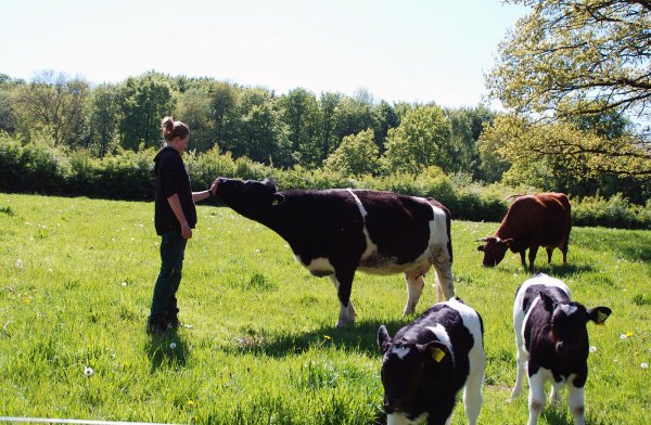 Einfühlungsvermögen ist eine wichtige Eigenschaft als Tierpflegerin, die sich Jette Reimer bei der Arbeit mit den Tieren angeeignet hat. Hier ist sie auf der Weide mit dem Schwarzbunten Niederungsrind und dem Siegerländer Rotvieh zu sehen. - © LWL/Lakenbrink