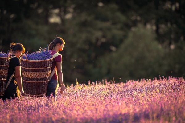  Lavendel-Felder des Duftherstellers Taoasis. - © Torben Gocke