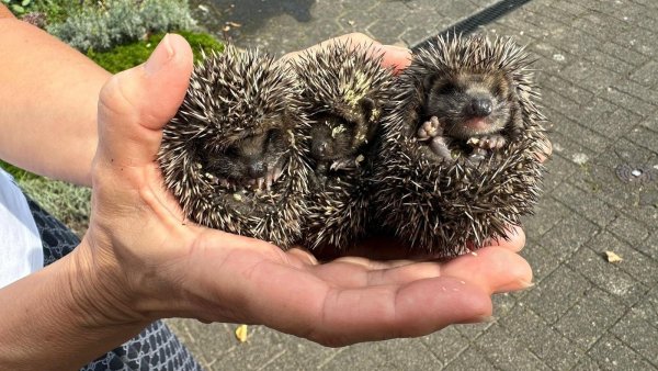 Die drei kleinen Igelbabys. Deutlich sind die gelblich-weißen Fliegeneier zu erkennen. - © Lisa Fink