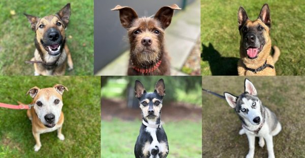 Diese sechs Fellschnäuzchen und viele weitere Hunde im Bielefelder Tierheim suchen aktuell ein Zuhause. - © Tierschutzverein Bielefeld